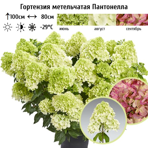 Гортензия метельчатая "Пантонелла"