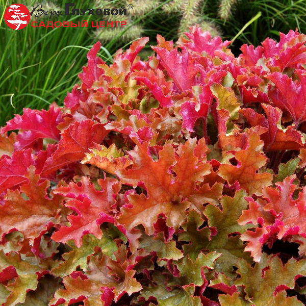 Гейхера "Мармелад"