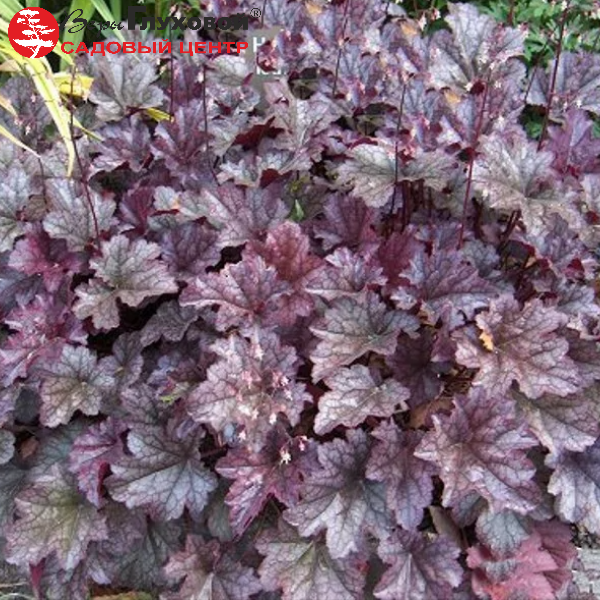 Гейхера "Аметист Мист"