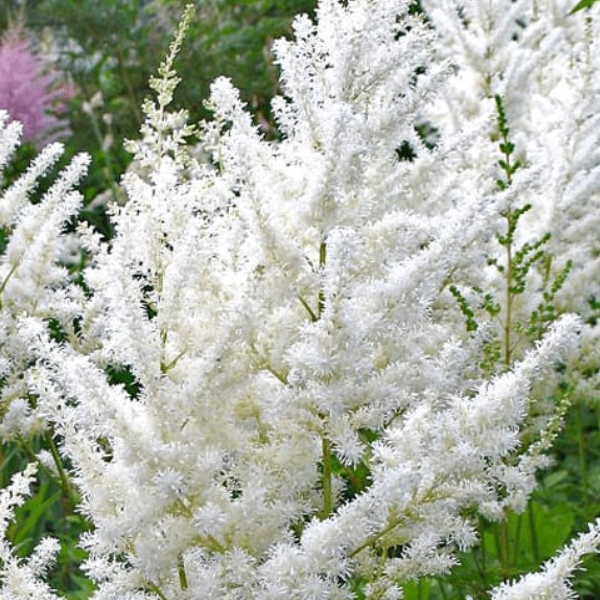 Астильба Арендса "Диамант"