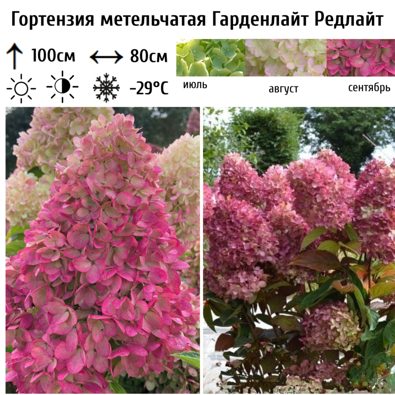 Гортензия метельчатая "Гарденлайт Редлайт"