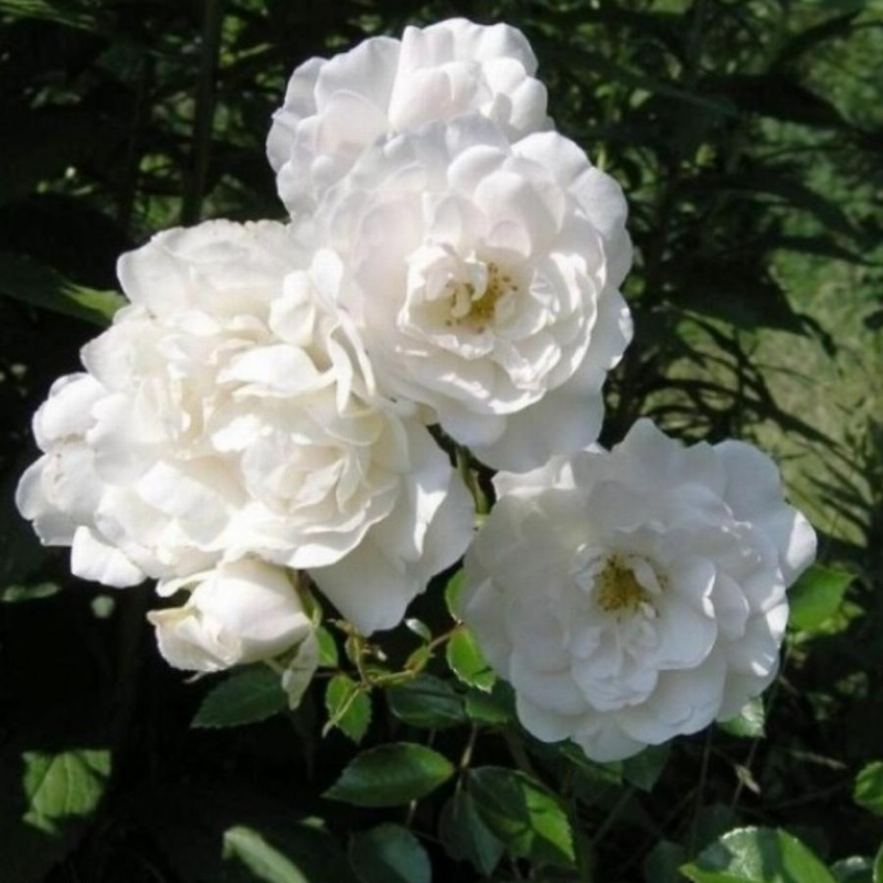 Роза миниатюрная" White Fairy"