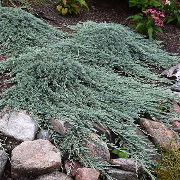 Можжевельник горизонтальный "Айс Блю"