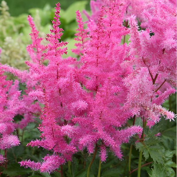 Астильба Арендса "Глория Пурпурея"