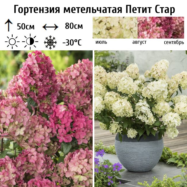 Гортензия метельчатая "Петит Стар"