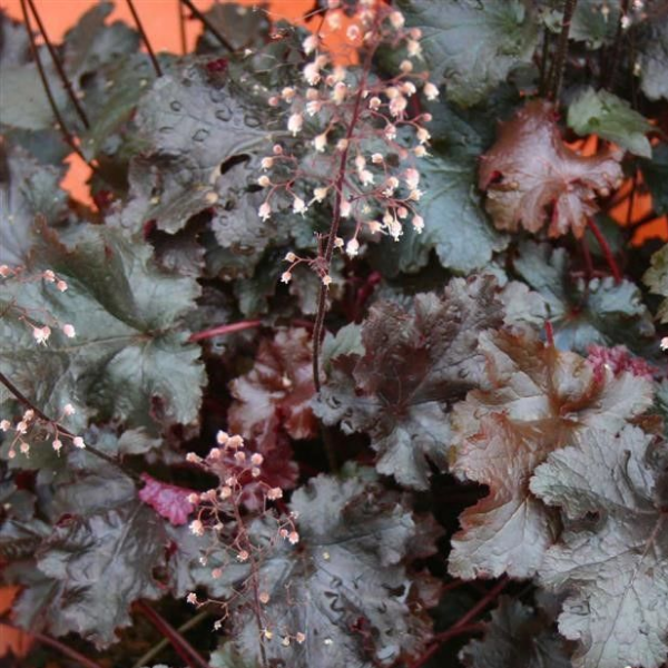 Гейхера гибридная  "Блэк Си"