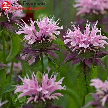 Монарда "Бьюти оф Кобхэм" 