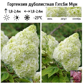 Гортензия дуболистная "Гэтсби Мун" 