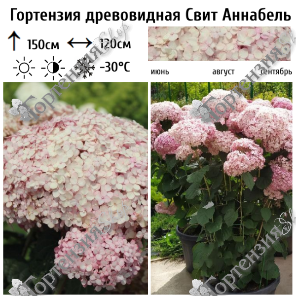 Гортензия древовидная "Свит Аннабель"