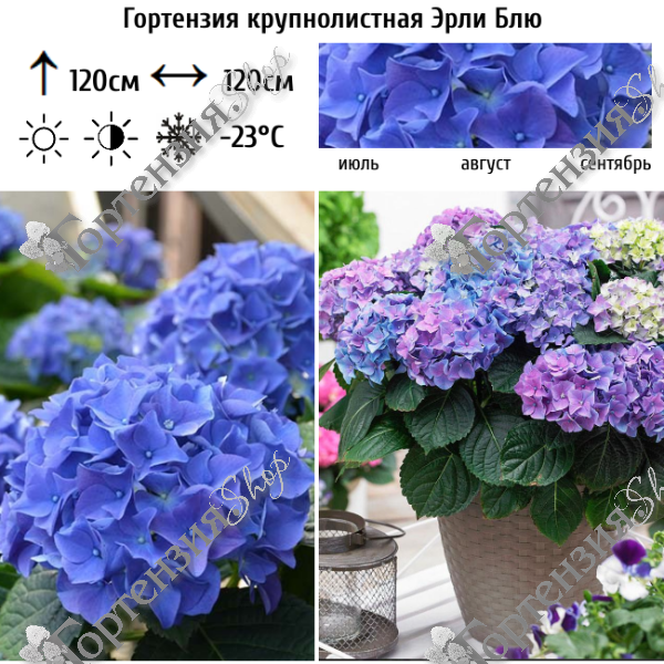 Гортензия крупнолистная "Эрли Блю"