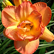 Лилейник 