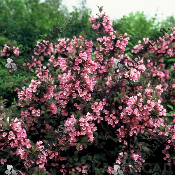 Вейгела цветущая  "Фоллис Пурпуреус"