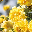 Роза флорибунда D.Austin 