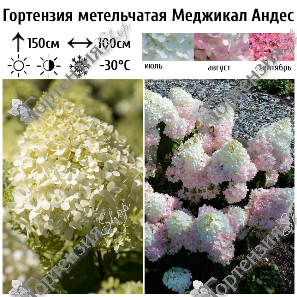 Гортензия метельчатая "Меджикал Андес"