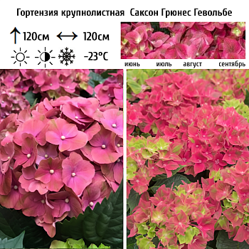Гортензия крупнолистная "Саксон Грюнес Гевёльбе" 