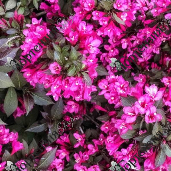 Вейгела цветущая "Минор Блек"