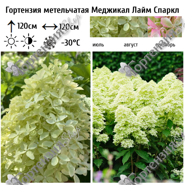Гортензия метельчатая "Меджикал Лайм Спаркл"