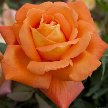 Роза чайно-гибридная "Louis de Funes" 