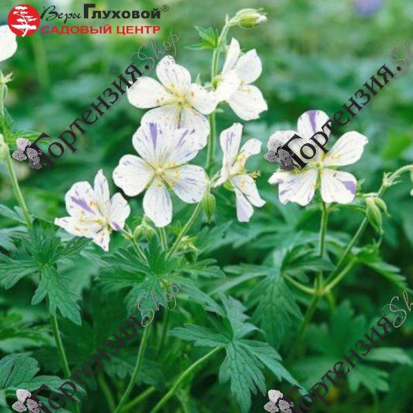 Герань луговая "Сплиш-Сплэш"